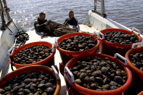 clam fishing