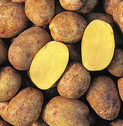 Yukon Gold potatoes