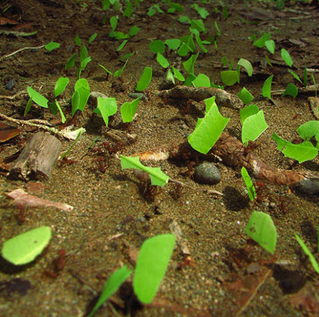 leafcutter ants