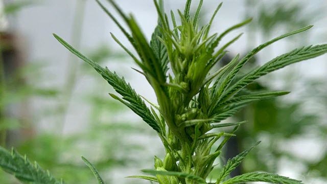 UC Davis Partners With DEA-Approved Company to Conduct Cannabis Research