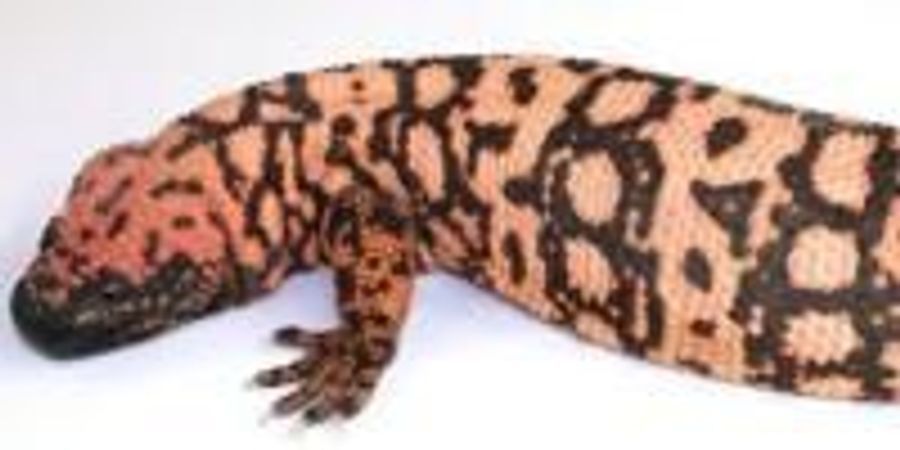 Mapping Lizard Venom Makes it Possible to Develop New Drugs | Lab Manager