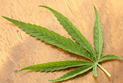 Cannabis sativa leaf