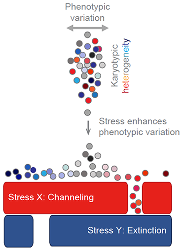 Graphical abstract