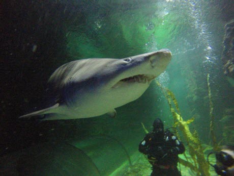 shark and diver