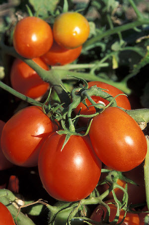 Roma tomatoes