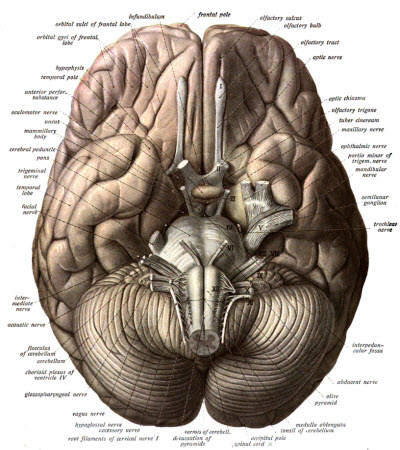 Human brain viewed from below