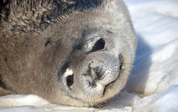 Weddell seal