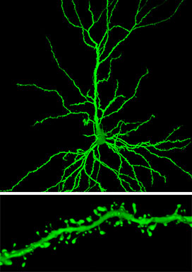 neurons