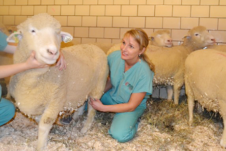 Lise Fortier with sheep