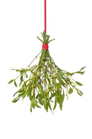 Mistletoe