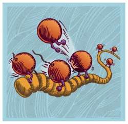 virus illustration