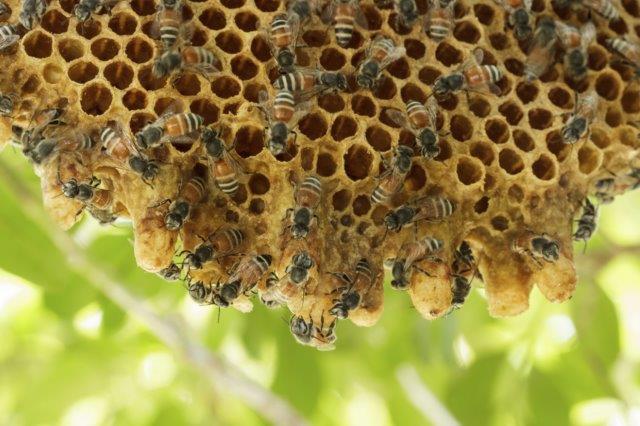 honeybee hive