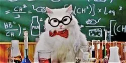 The Chemistry of Cats Video