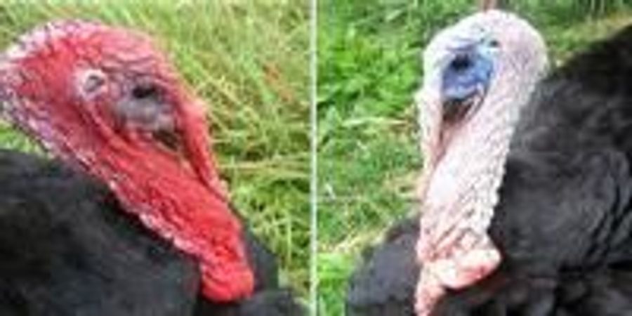 Turkeys Inspire Smartphone-Capable Early Warning System For Toxins ...