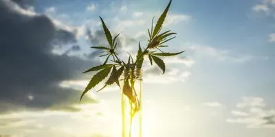 Cannabis Testing Resource Guide