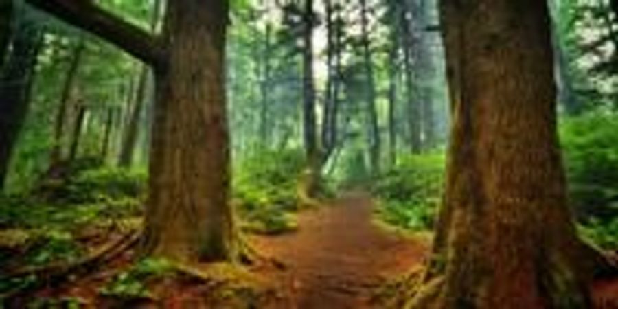 Five Anthropogenic Factors That Will Radically Alter Northern Forests ...