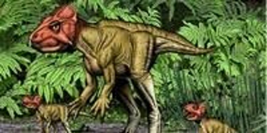 Small Horned Dinosaur from China, a Triceratops Relative, Walked on Two ...