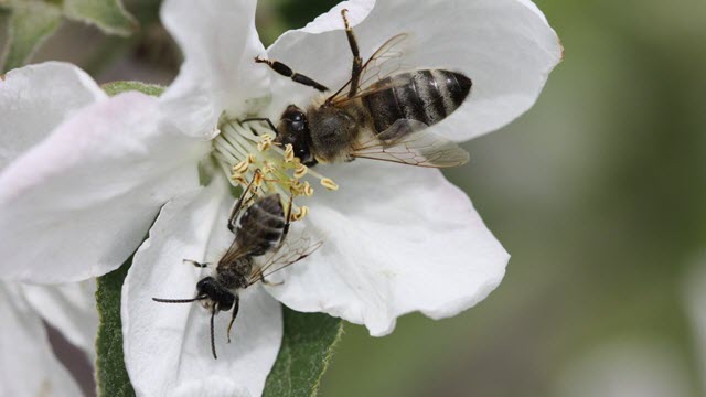 Bees on An Apple Flower