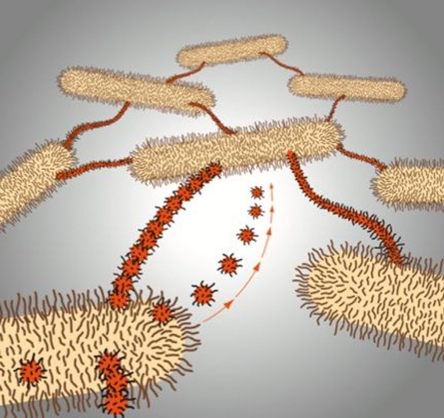 Myxococcus Urease Even Bacteria Use Social Networks | Lab Manager