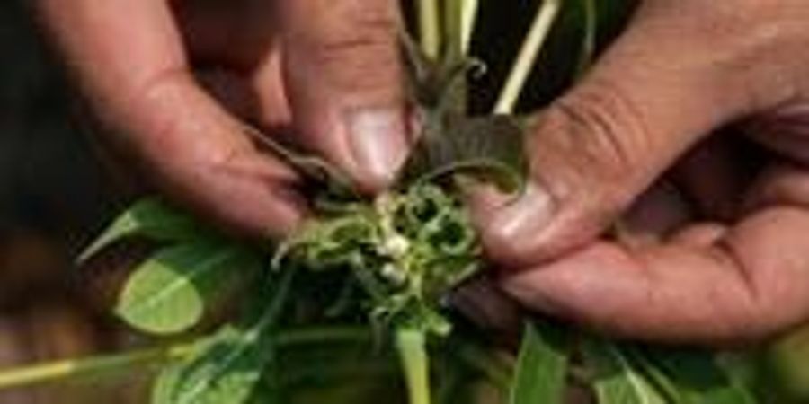 The World Needs a Global System to Detect and Halt the Spread of ...