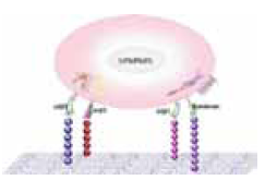 Extracellular Matrix (ECM) Mimetic Library