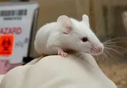 mouse in HIV research