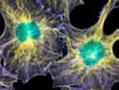 Cell Adhesion Assays CultureCoat