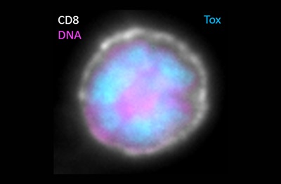 Exhausted CD8 T cell with Tox functioning in the nucleus