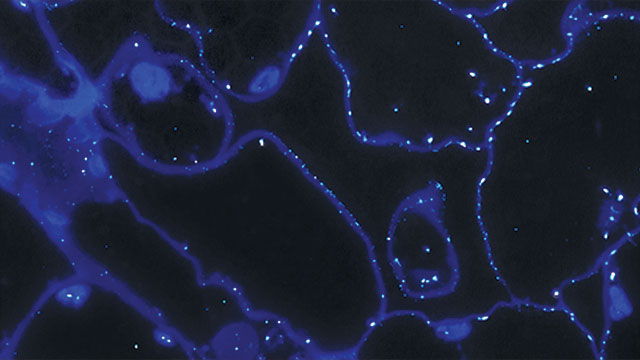 cell wall components in grass plant structures