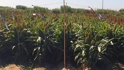 Genomic Gymnastics Help Sorghum Plant Survive Drought
