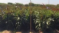 Genomic Gymnastics Help Sorghum Plant Survive Drought