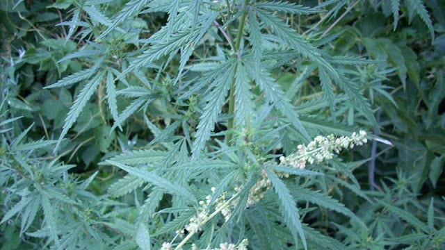 Wild Cannabis