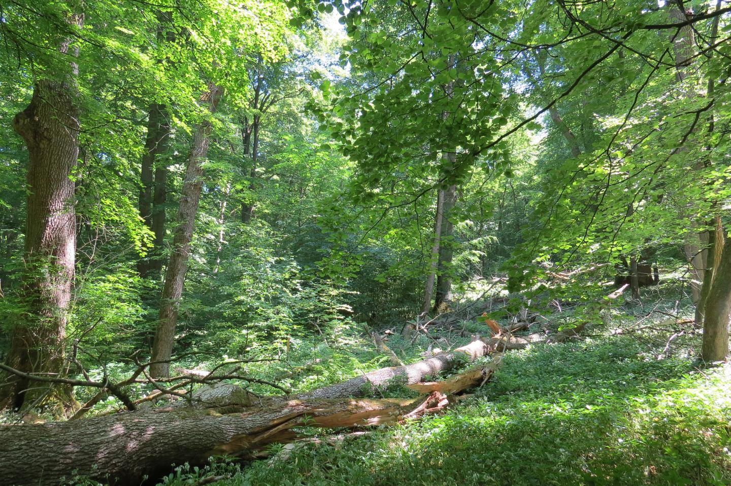 A Forest Scene in the Hainich National Park