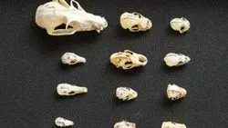 different sized bat skulls