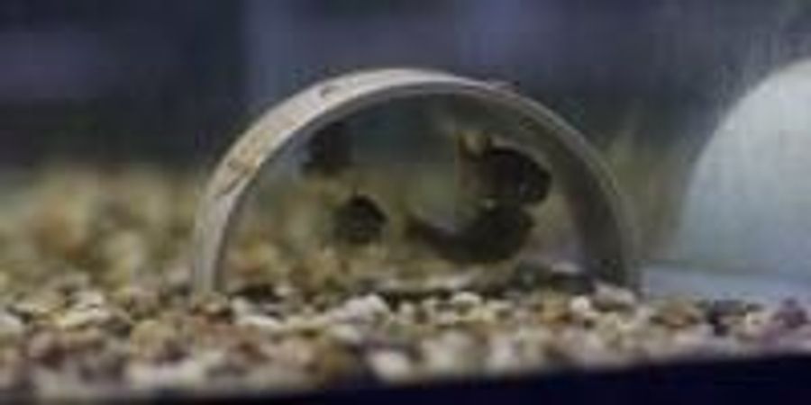 Fish under Threat Warn Others of Danger by Releasing a Chemical Signal ...