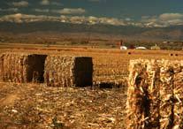 Field Corn Producing Ethanol