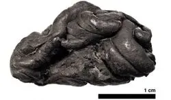 Ancient 'Chewing Gum' Yields Insights into People and Bacteria of the Past