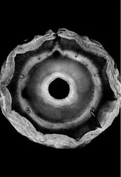 Suction Cups That Don't Fall Off