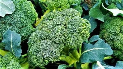 'Locally Grown' Broccoli Looks, Tastes Better to Consumers