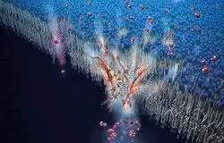 How We Transport Water in Our Bodies Inspires New Water Filtration Method