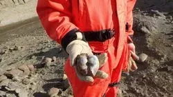 Earth Was Stressed before Dinosaur Extinction