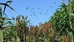 Sorghum Study Illuminates Relationship between Humans, Crops, and the Environment in Domestication