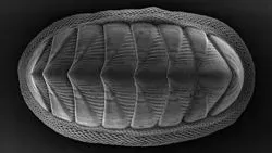 Chiton Mollusk Provides Model for New Armor Design