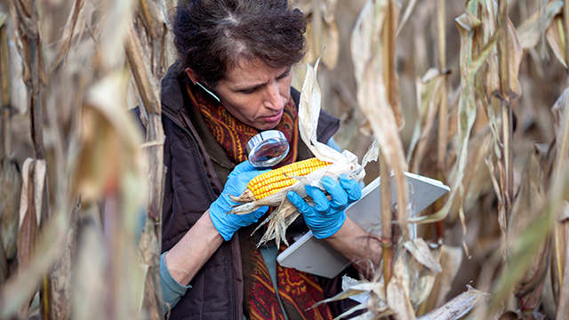 biologist examining GMO corn