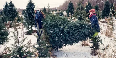 could Christmas trees be in trouble?