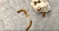 Mealworms Safely Consume Toxic Additive-Containing Plastic