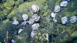 Study Weighs Deep-Sea Mining's Impact on Microbes