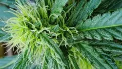 College Students Use More Marijuana in States Where It's Legal, but They Binge Drink Less