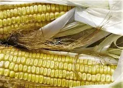 Scientists Improve Yield Predictions Based on Seedling Data