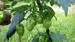 Craft Beer Boom Linked to Record Number of US States Growing Hops